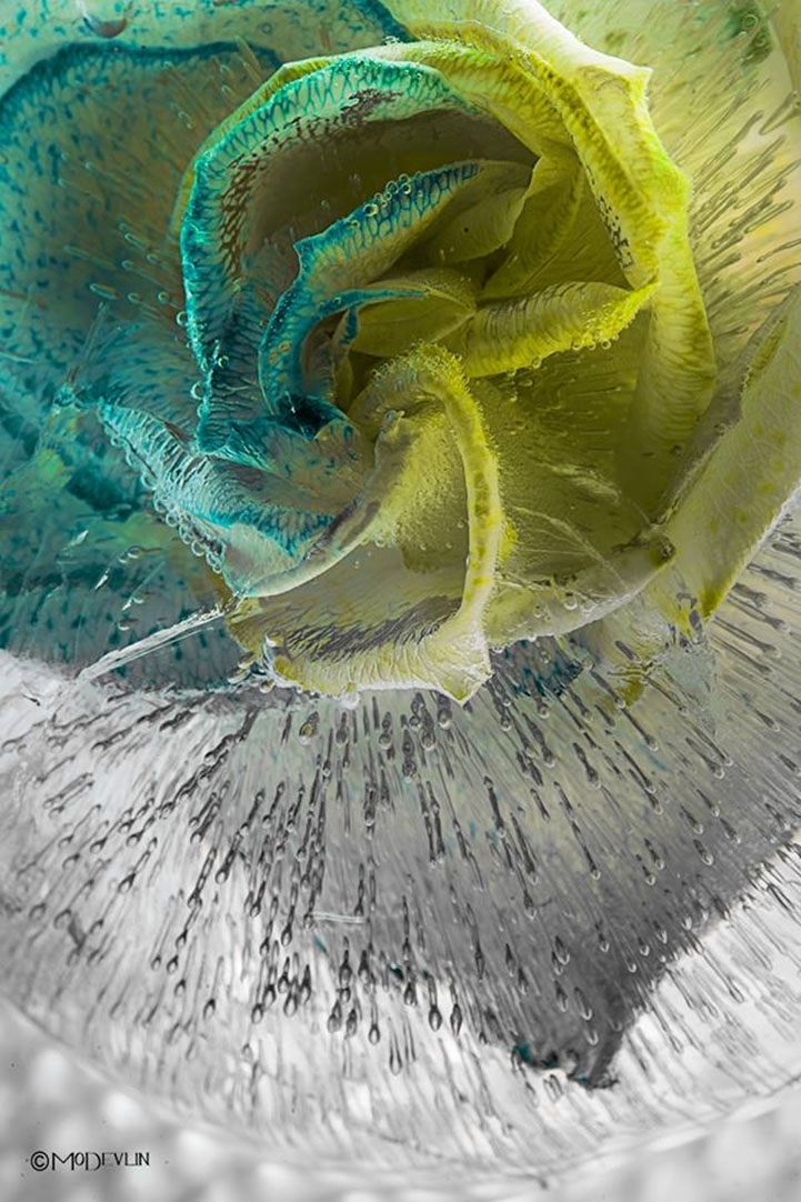 Incredible Up-Close Textured Details of Frozen Flowers