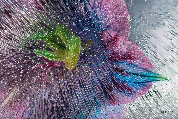 Incredible Up-Close Textured Details of Frozen Flowers