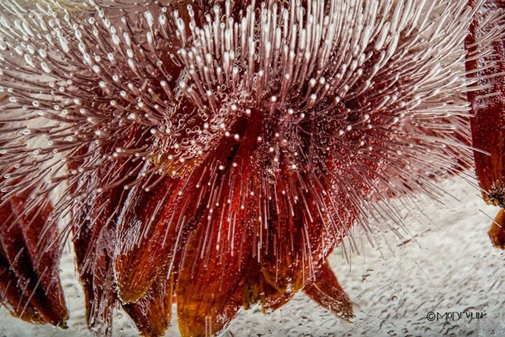 Incredible Up-Close Textured Details of Frozen Flowers