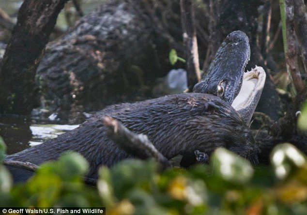 Otter attacked a young alligator at Florida wildlife reserve  Read mor
