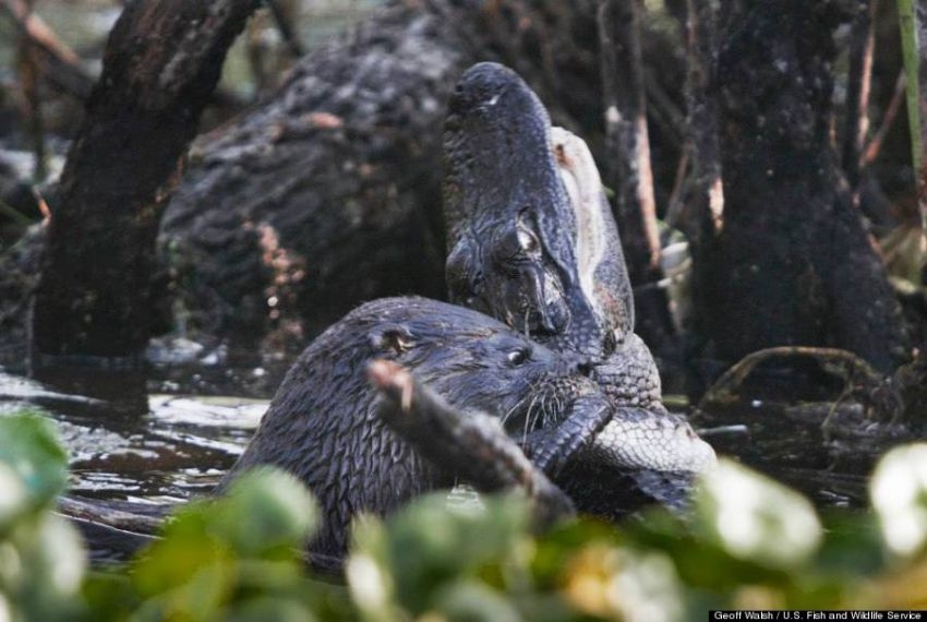 Otter attacked a young alligator at Florida wildlife reserve  Read mor