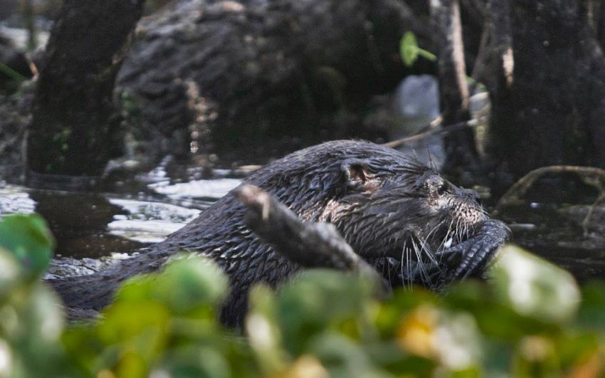 Otter attacked a young alligator at Florida wildlife reserve  Read mor