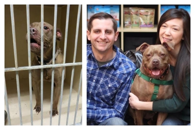 12 Amazing Before-And-After Pictures Of Rescue Dogs 