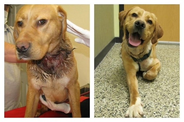 12 Amazing Before-And-After Pictures Of Rescue Dogs 