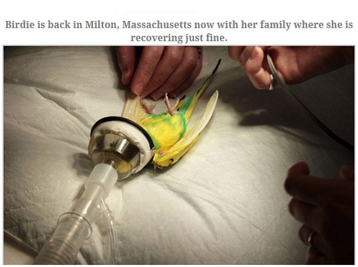 A Parakeet Survived After Being Sucked Into a Vacuum Read more at http