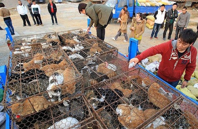 Chinese Cats Saved From The Cooking Pot