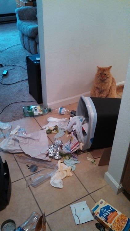 These 25 Cats Went Out Of Their Way To Be Absolute Jerks