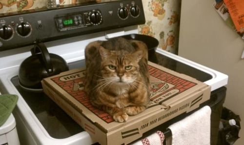 These 25 Cats Went Out Of Their Way To Be Absolute Jerks