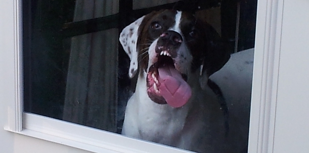 19 Dogs Who Have A Severe Case Of Window Face