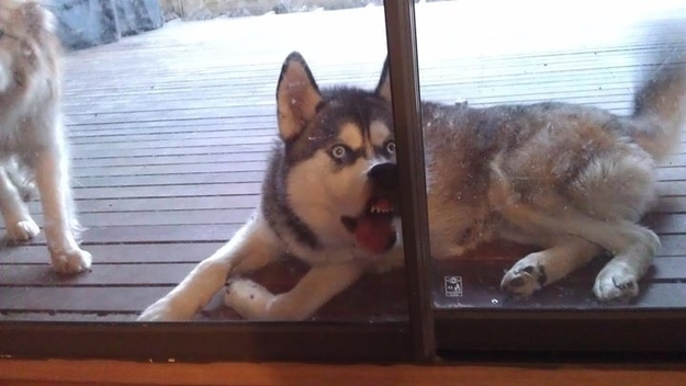 19 Dogs Who Have A Severe Case Of Window Face