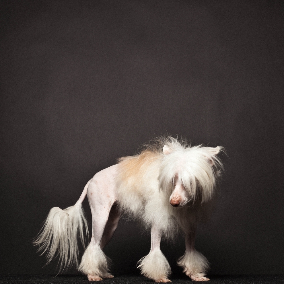 These Pictures Prove The World Of Top Dog Grooming Is Really Quite Biz