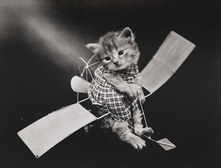 Almost 100 Years Ago, He Took Unbearably Cute Animal Photos.