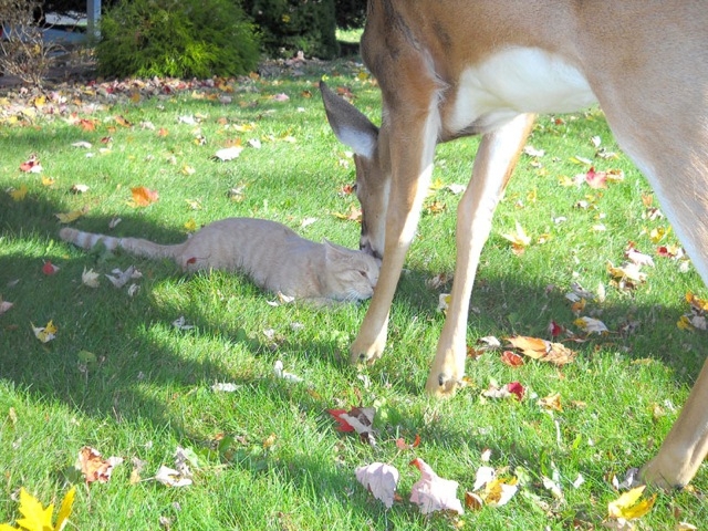 What Happens When A House Cat Meets A Wild Deer?