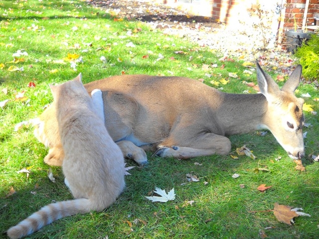 What Happens When A House Cat Meets A Wild Deer?