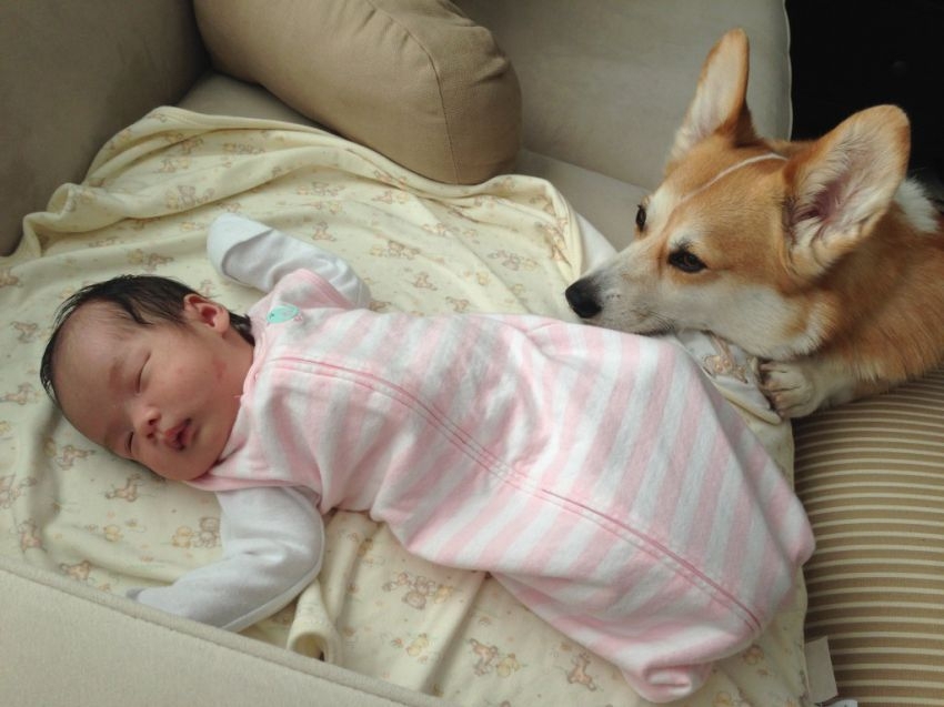 Meet Wilbur (the Corgi) and Claire (the baby).