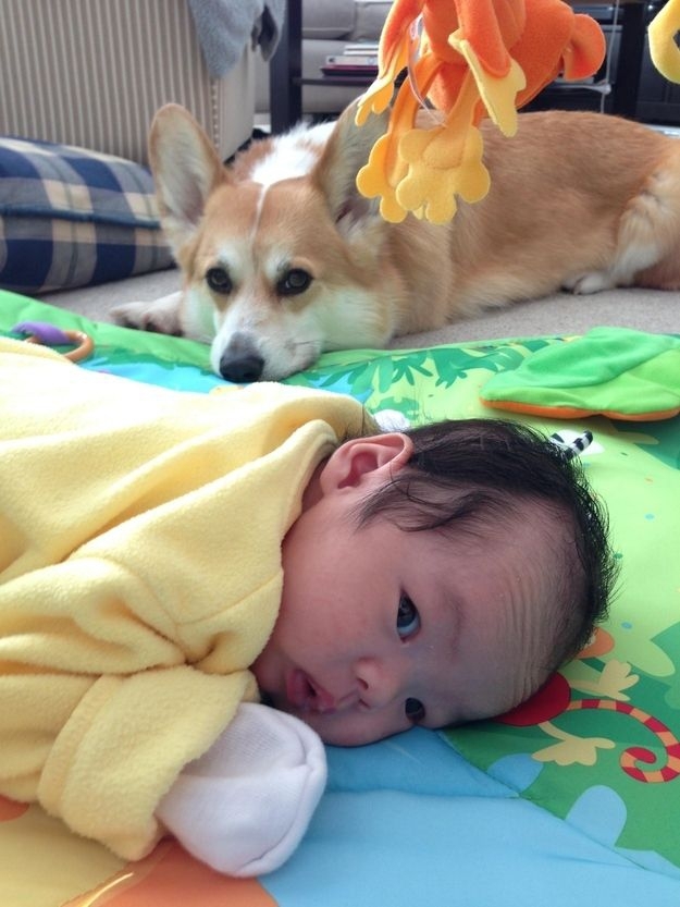 Meet Wilbur (the Corgi) and Claire (the baby).