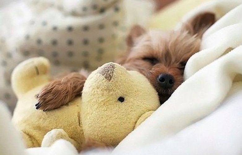 20 Puppies Cuddling With Their Stuffed Animals During Nap Time