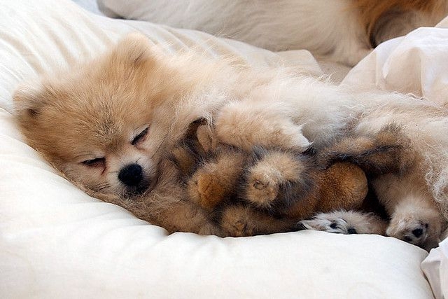 20 Puppies Cuddling With Their Stuffed Animals During Nap Time