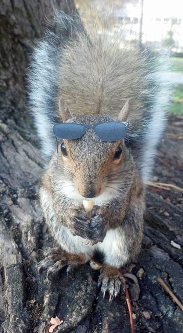 Pet Squirrel