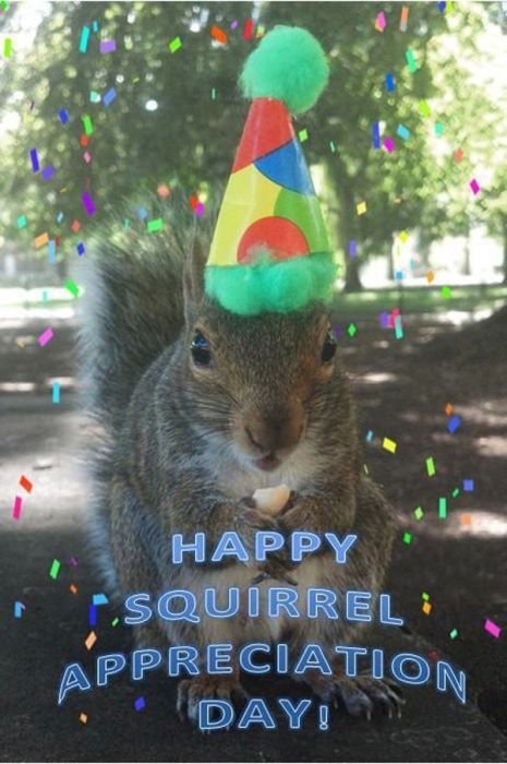 Pet Squirrel