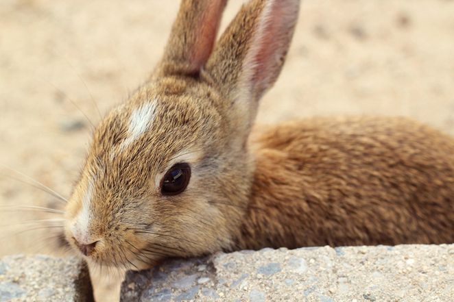 Ōkunoshima – Bunny Island