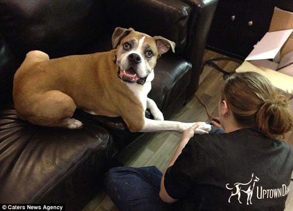 Finding Out Her Dog Was Going To Die Was Devastating. So She Did This