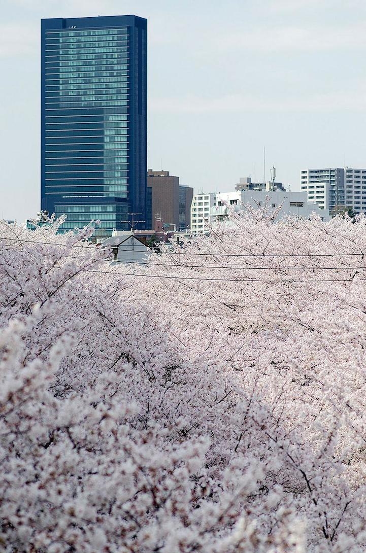 Spectacular Spring Photos of Cherry Blossoms in Japan