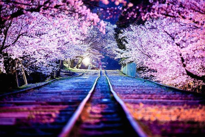 Spectacular Spring Photos of Cherry Blossoms in Japan