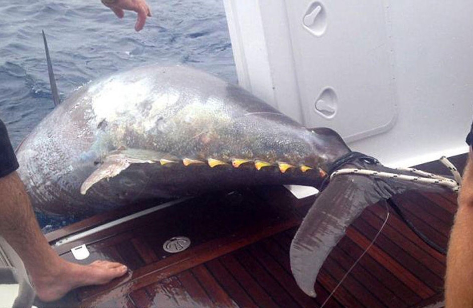 Woman Catches a Big Tuna Fish