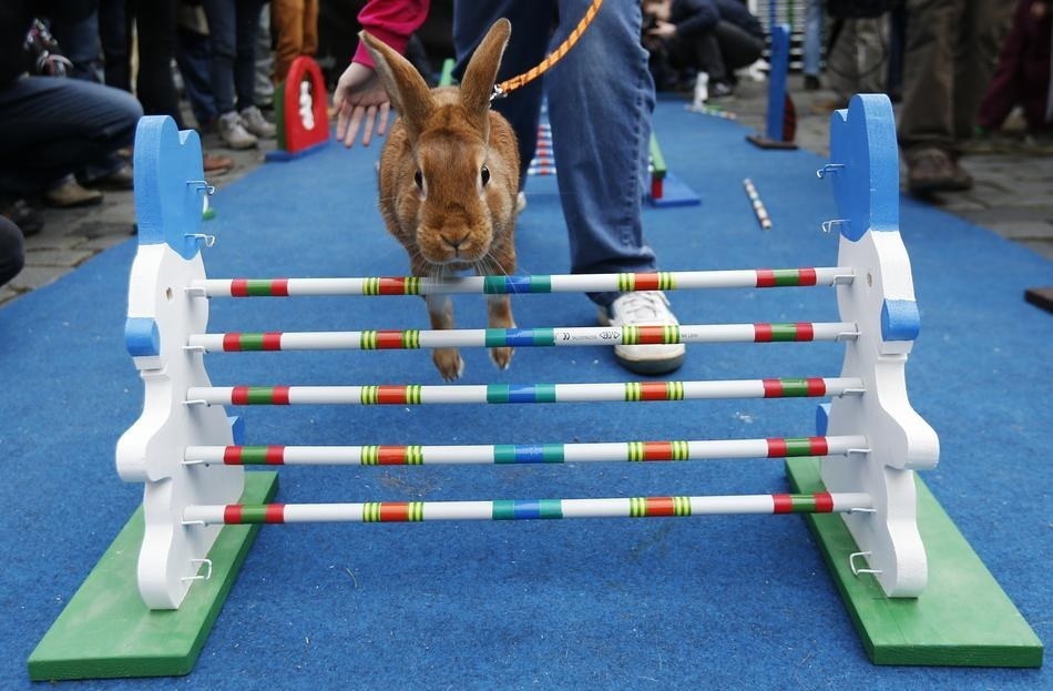 Rabbits Take Part In Obstacle Course In Prague 