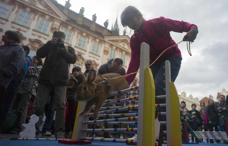 Rabbits Take Part In Obstacle Course In Prague 