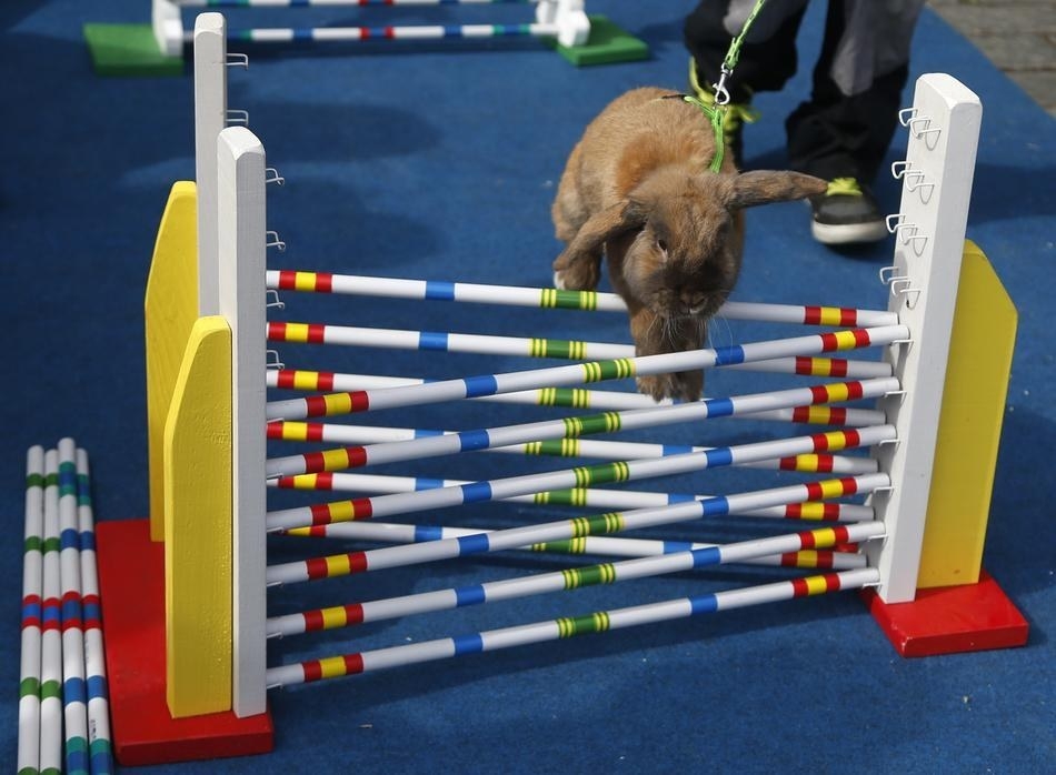 Rabbits Take Part In Obstacle Course In Prague 