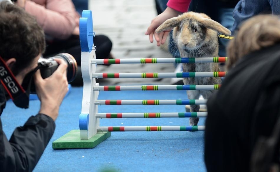 Rabbits Take Part In Obstacle Course In Prague 