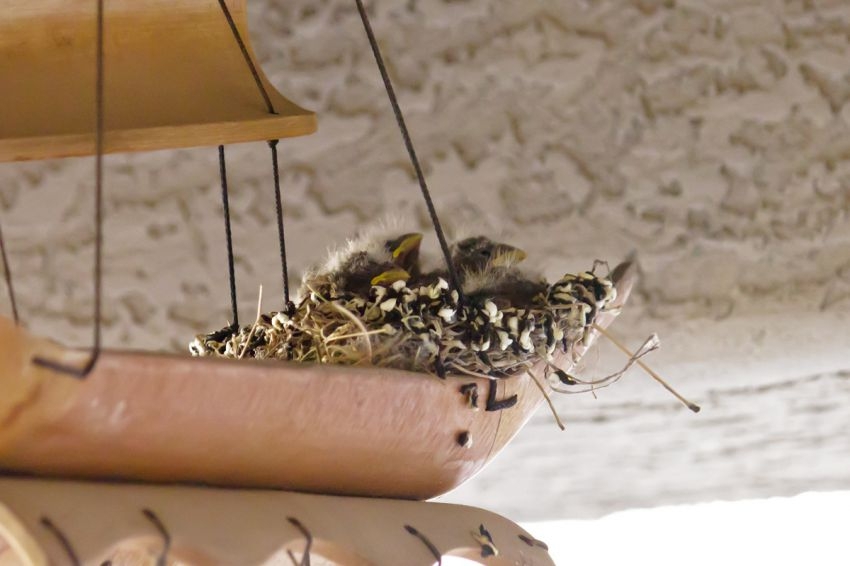 Pirate Ship Wind Chimes Get a Surprise Addition