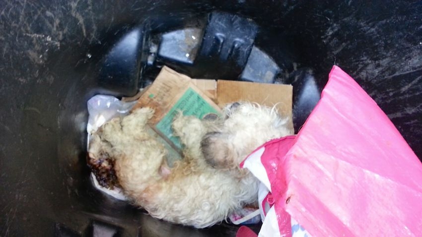 A Guy Noticed Something Dying In A Trash Can