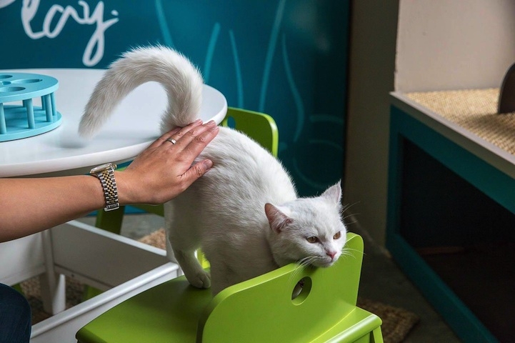 America's First Cat Café Opens: Drink Coffee Alongside Adorable Cats