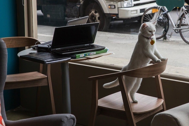 America's First Cat Café Opens: Drink Coffee Alongside Adorable Cats