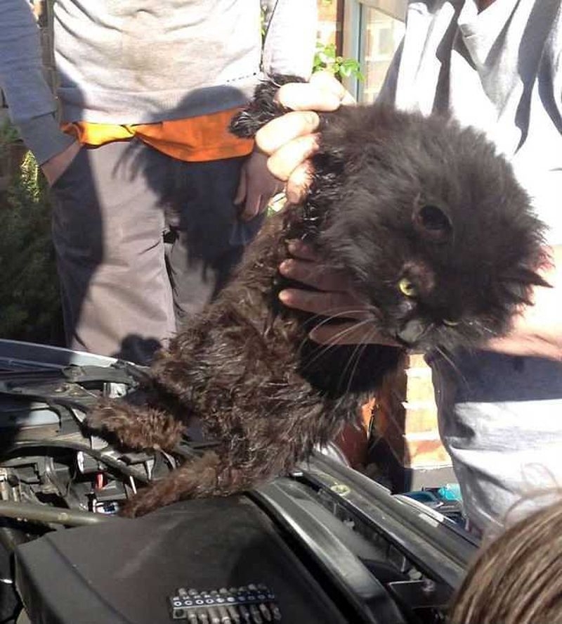 Lucky black cat survives TWO WEEKS trapped in owner's car engine
