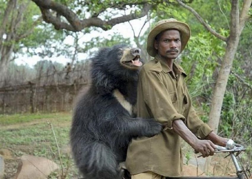 One Day A Sloth Bear Wandered Into An Indian Family’s Home. It Was Ama