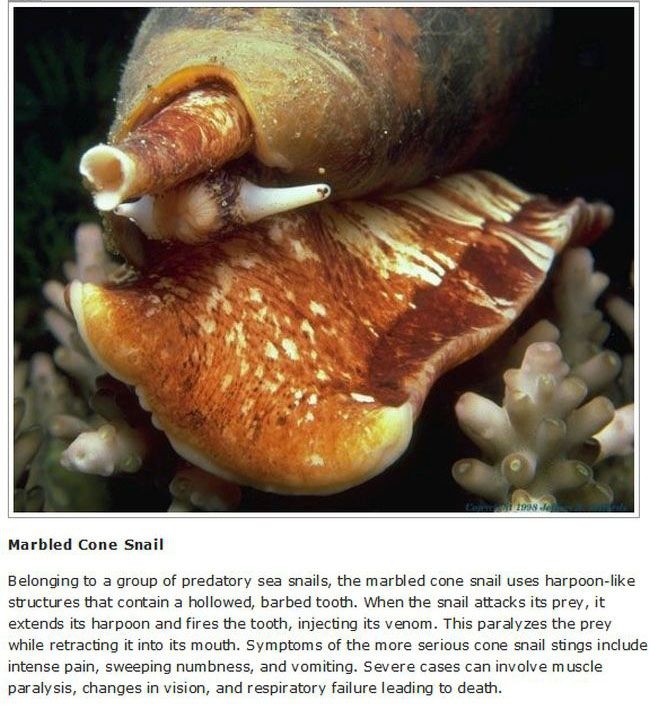 10 Lethal Animals You Hope To Never See In Real Life