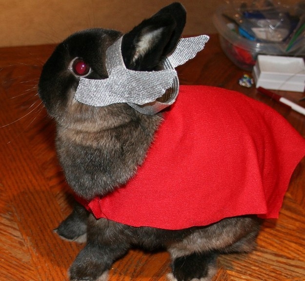 Animals Dressed As Thor