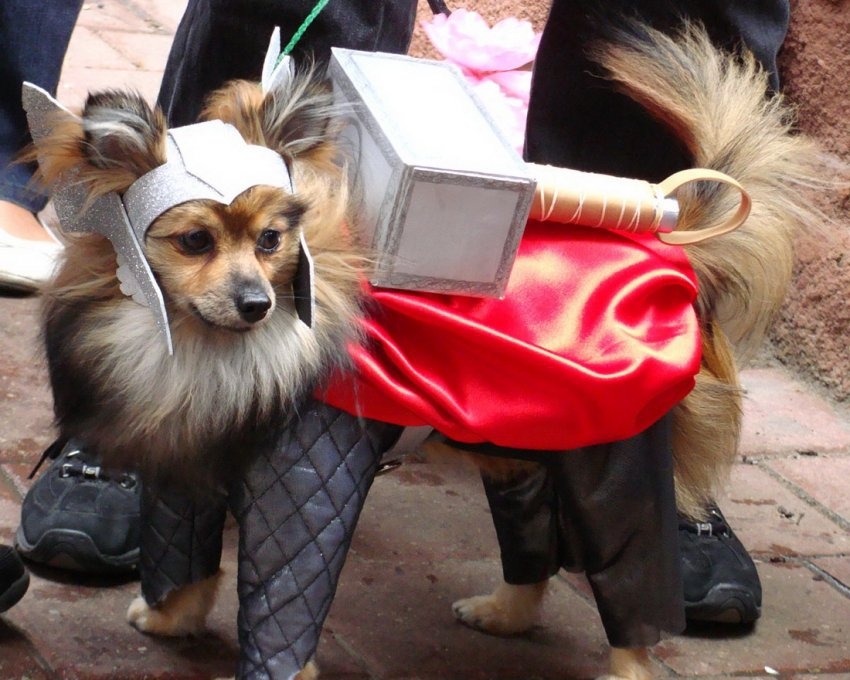 Animals Dressed As Thor