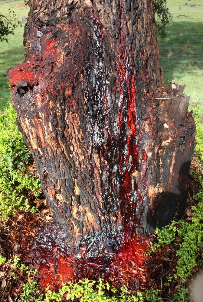 Bloodwood Tree