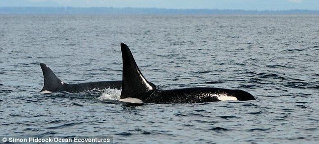 Killer whale 'Granny' is the oldest in the world aged 103