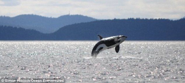 Killer whale 'Granny' is the oldest in the world aged 103
