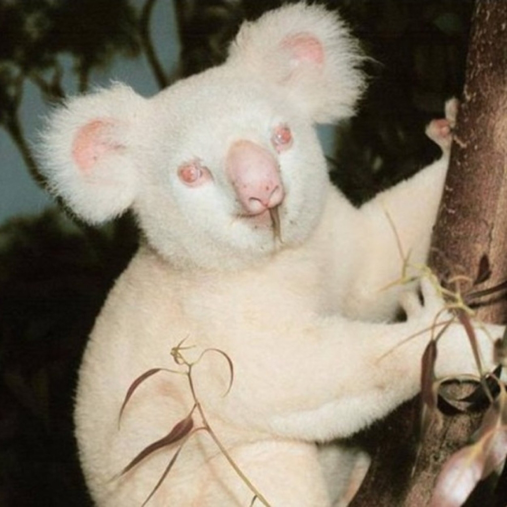 These Albino Animals Are Different… But Beautiful. 