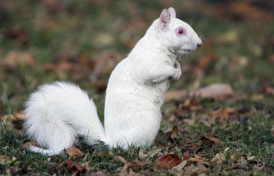 These Albino Animals Are Different… But Beautiful. 
