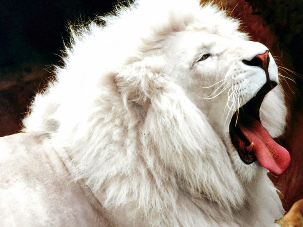 These Albino Animals Are Different… But Beautiful. 