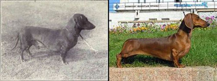 Through Human Intervention, These Dog Breeds Have Changed Over Time...