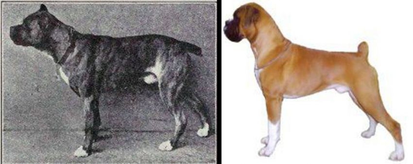 Through Human Intervention, These Dog Breeds Have Changed Over Time...